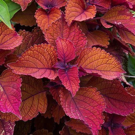 Coleus Mainstreet Sunset Boulevard™ | White Flower Farm