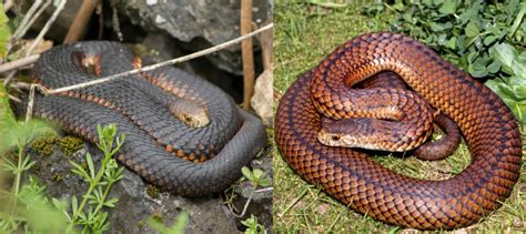 4 COMMON Snakes Found in Tasmania! (VENOMOUS) - Bird Watching HQ