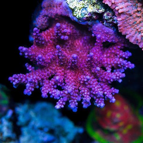 World Wide Corals on Instagram: “WWC Dr. Duek Acropora is a new ...