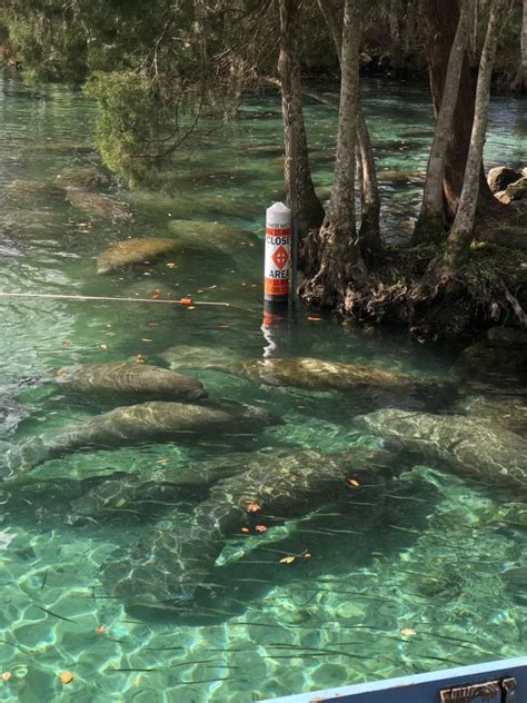 How to legally Swim with Manatees in Crystal River, Florida • Seeing Sam