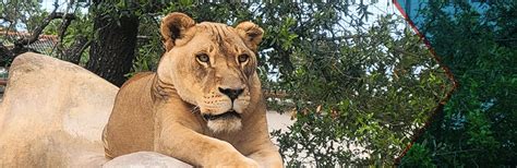 Austin Zoo Hours and Schedule | Tour Texas