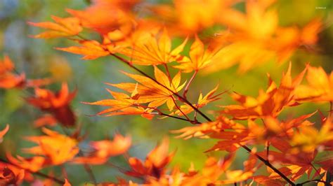 Autumn leaves on a branch wallpaper - Photography wallpapers - #33415