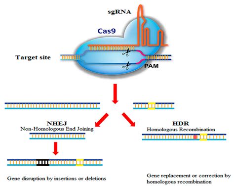 BioTech | Free Full-Text | Applications of CRISPR-Cas9 as an Advanced Genome Editing System in ...