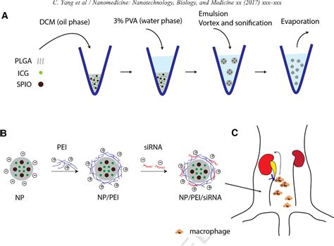 Figure 1 from Theranostic poly(lactic-co-glycolic acid) nanoparticle ...