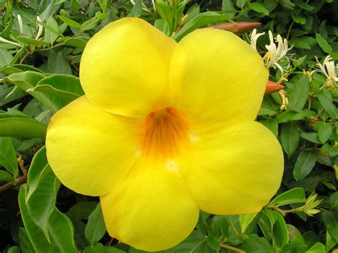 File:Bright yellow flower.jpg - Wikimedia Commons