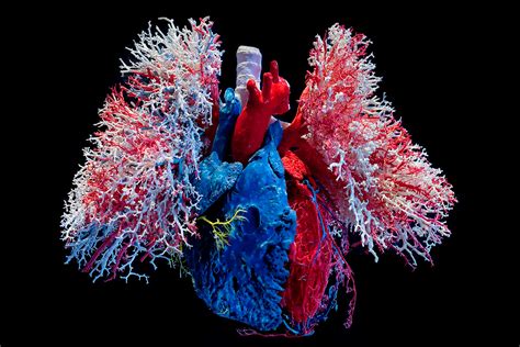 circulatory system – AesthesiaMag
