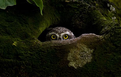 15 Incredible Natural World & Wildlife Winning Photos From The Sony World Photography Awards