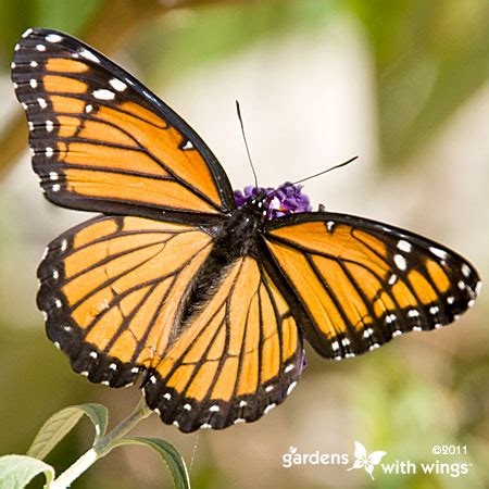 Viceroy Butterfly Identification and Life Cycle