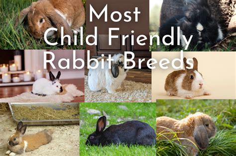 Which Breed of Rabbit is Most Child Friendly? - Every Bunny Welcome