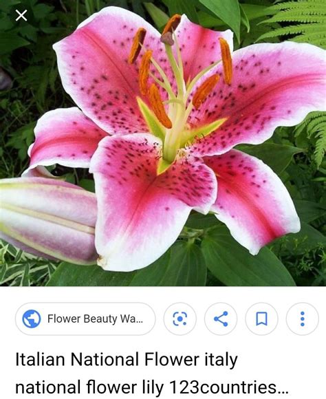 What is the National Flower of Italy? - My Heart Lives Here