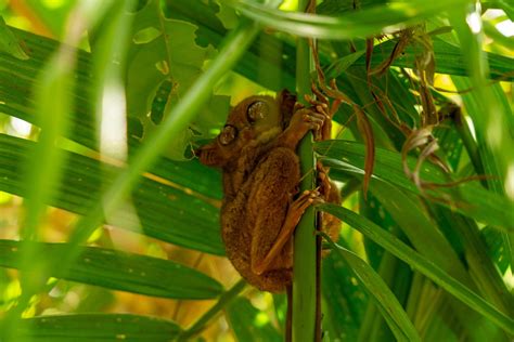 #1 BEST PLACE TO VISIT VULNERABLE TARSIERS IN BOHOL, PHILIPPINES - THE MAP CHASERS: OUR TRAVEL ...