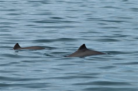 Picture of two Harbour Porpoise (Phocoena phocoena) swimming in a fjord in Northern Norway ...