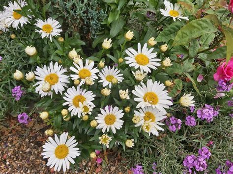 Leucanthemum 'May Queen' – The Little Green Plant Factory