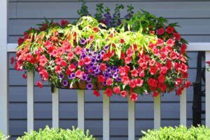 Exterior | Tipos de Plantas para usos saludables