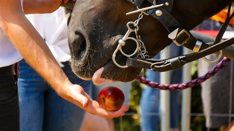 Can Horses Eat Apples? What to Know Before Feeding