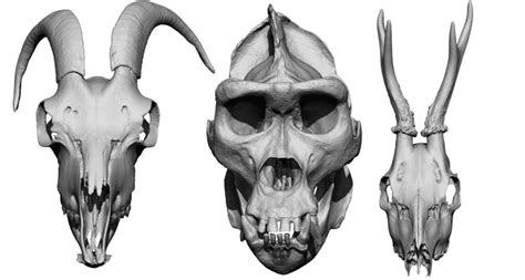 Animal Skulls - Anatomy 360