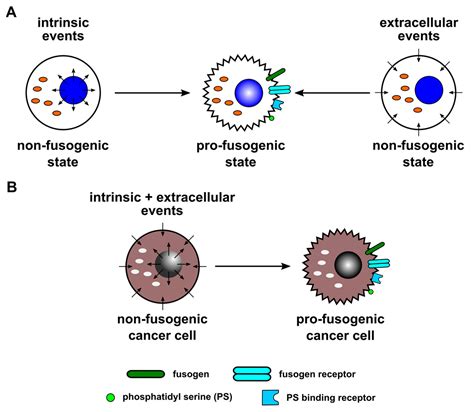 IJMS | Free Full-Text | Extracellular Events Involved in Cancer Cell ...