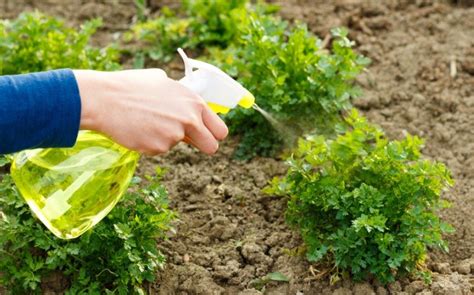 How to Grow Parsley: A Complete Guide - Gro Organic