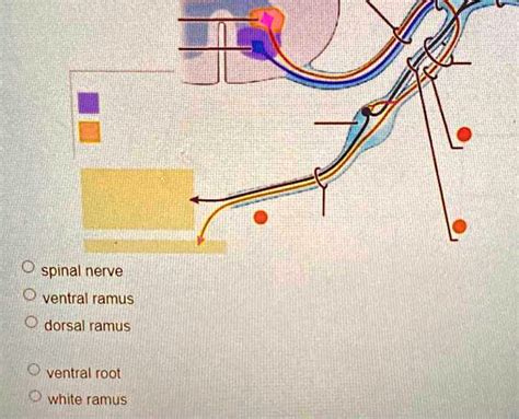 SOLVED: spinal nerve ventral ramus dorsal ramus ventral root white ramus