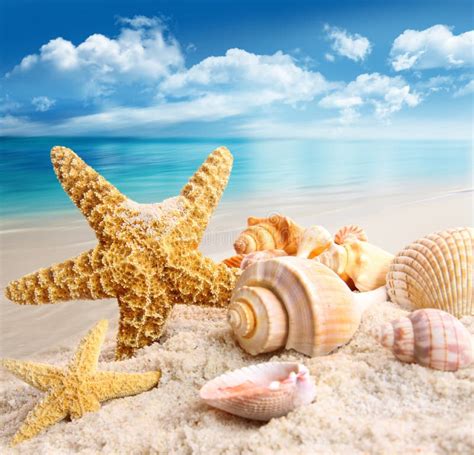 Starfish And Seashells On The Beach Royalty Free Stock Photos - Image: 20283478