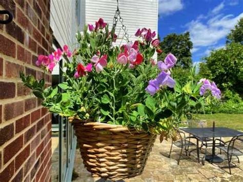 Growing Sweet Peas in Hanging Baskets - A Complete Guide