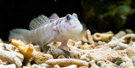 Scientists discovered three new species of freshwater goby fish - Earth.com