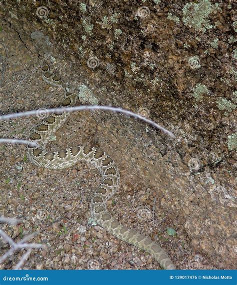 Green Mojave Rattlesnake Coiled Stock Photo - Image of scutulatus ...