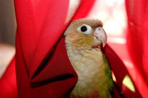 Green Cheek Conure Lifespan | How Long Do Green Cheek Conures Live? - Psittacology