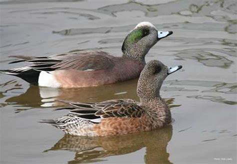 American Wigeon | Types of Ducks & Geese