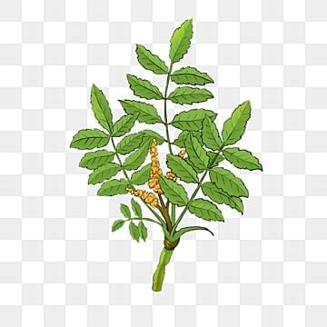 Frankincense PNG Transparent Images Free Download | Vector Files | Pngtree