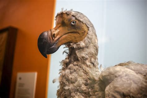 What the Dodo Means to Mauritius - Atlas Obscura