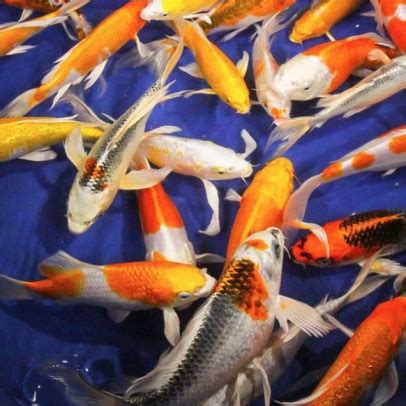 butterfly koi size Archives | Discus Fish For Sale | Discus Fish | DiscusGuy