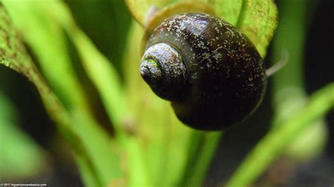 Freshwater Snails: Types Of Aquarium Snails Available In Stores