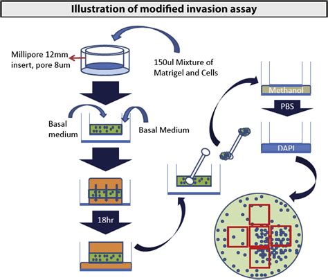 Hijacking the Neuronal NMDAR Signaling Circuit to Promote Tumor Growth and Invasion: Cell