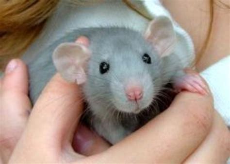 Fancy Rat Varieties: Fur Color, Eye Color, Coat Type, and Markings ...