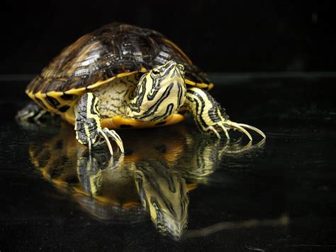 Caring for Yellow-Bellied Sliders As Pet Turtles