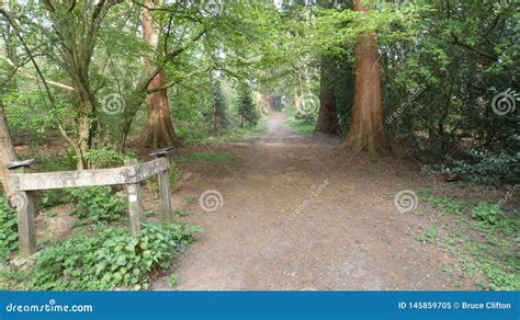 Tree Lined Avenue at Havering Country Park 6 Stock Image - Image of ...