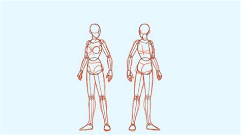 Online Course: Human Body Anatomy Drawing Figure Drawing Beginner To ...