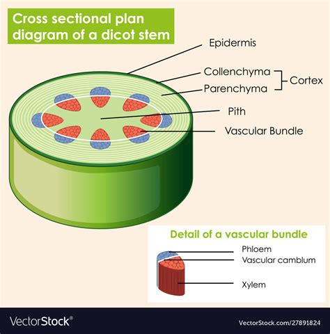 Diagram Showing Cross Sectional Plan Dicot Stem Vector Image | The Best ...