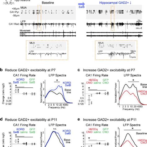 GABAergic neurons in visual cortex have a net inhibitory action as ...