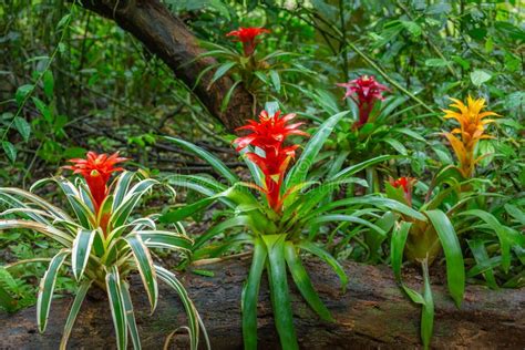 Bromeliad Flowers, Guzmania Tropical Plants in Rainforest, Pantanal ...