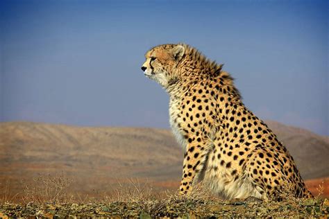 Animal Adventurer: Could the Death of a Female Asiatic Cheetah Have ...