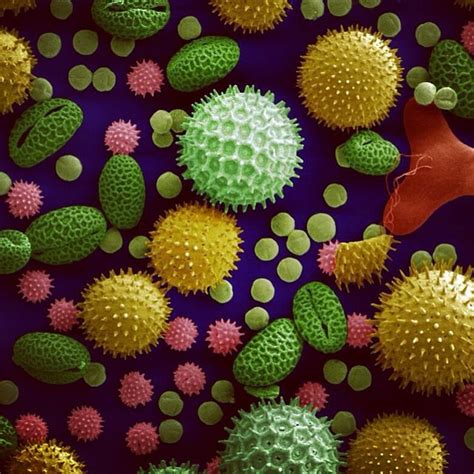 Pollen under an electron microscope #pollen #microscope | Flickr