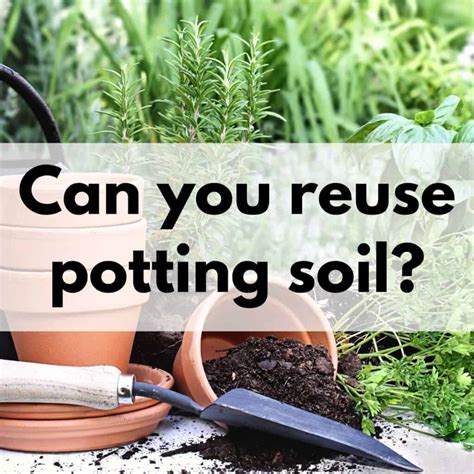 What Can I Use Instead Of Potting Soil at Dawn Ridder blog