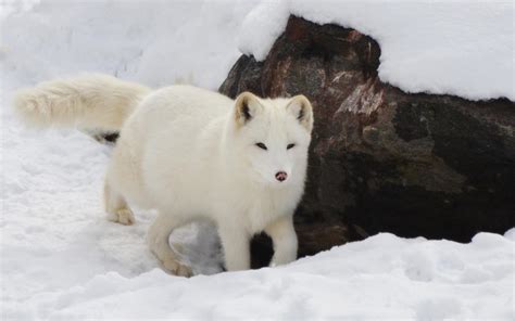 雪地里狡猾的狐狸图片壁纸-壁纸图片大全