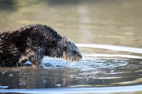 Marine Mammal Center Releases Rehabilitated Sea Otter “Otto” | California Diver Magazine