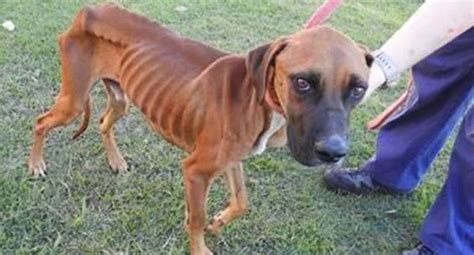 Emaciated dog dumped in NSW back fit looking for a home