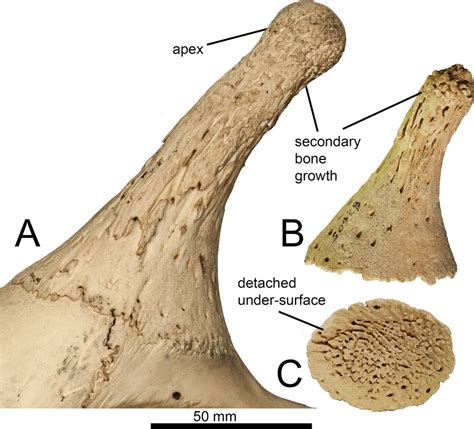 Metatarsal plantar and cross-sectional views. (A) Giraffa sp. (YGSP... | Download Scientific Diagram