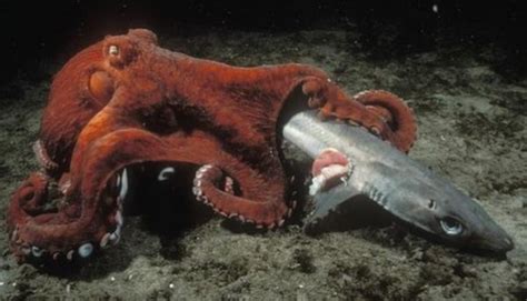 THE AMAZING ANATOMY OF OCTOPUSES