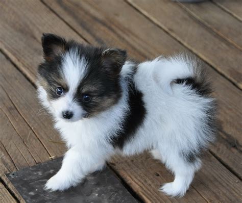 Road's End Papillons : 7 Weeks old Papillon Puppies